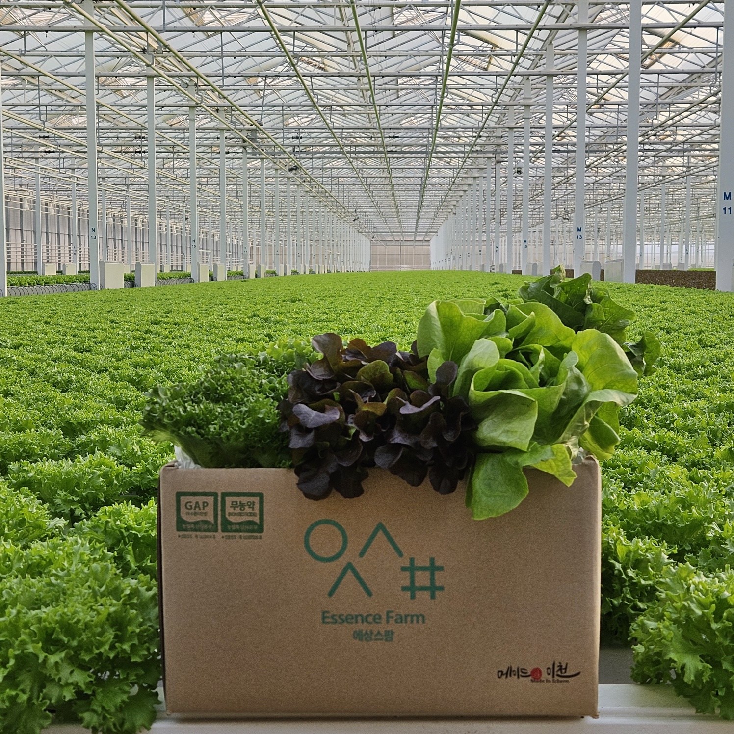 에상스팜 산지직송 무농약 친환경 유러피안 샐러드 야채 1kg 유럽상추 버터헤드 바타비아 로메인 크리스탈 멀티리프 오크리프 모듬쌈 쌈채소 12,900원