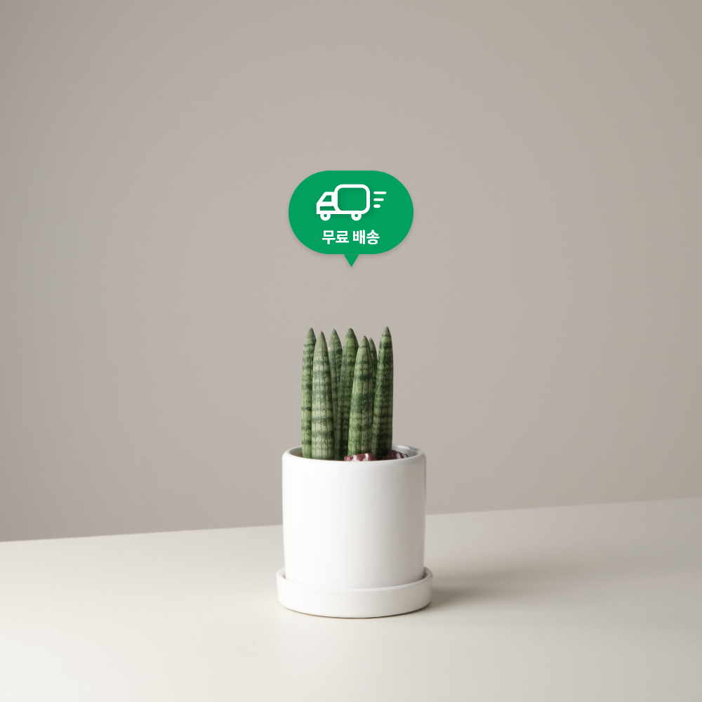 흰색 도자기 화분 속 미니 스투키 - 공기정화식물 승진선물 플랜테리어 승진화분 22,410원