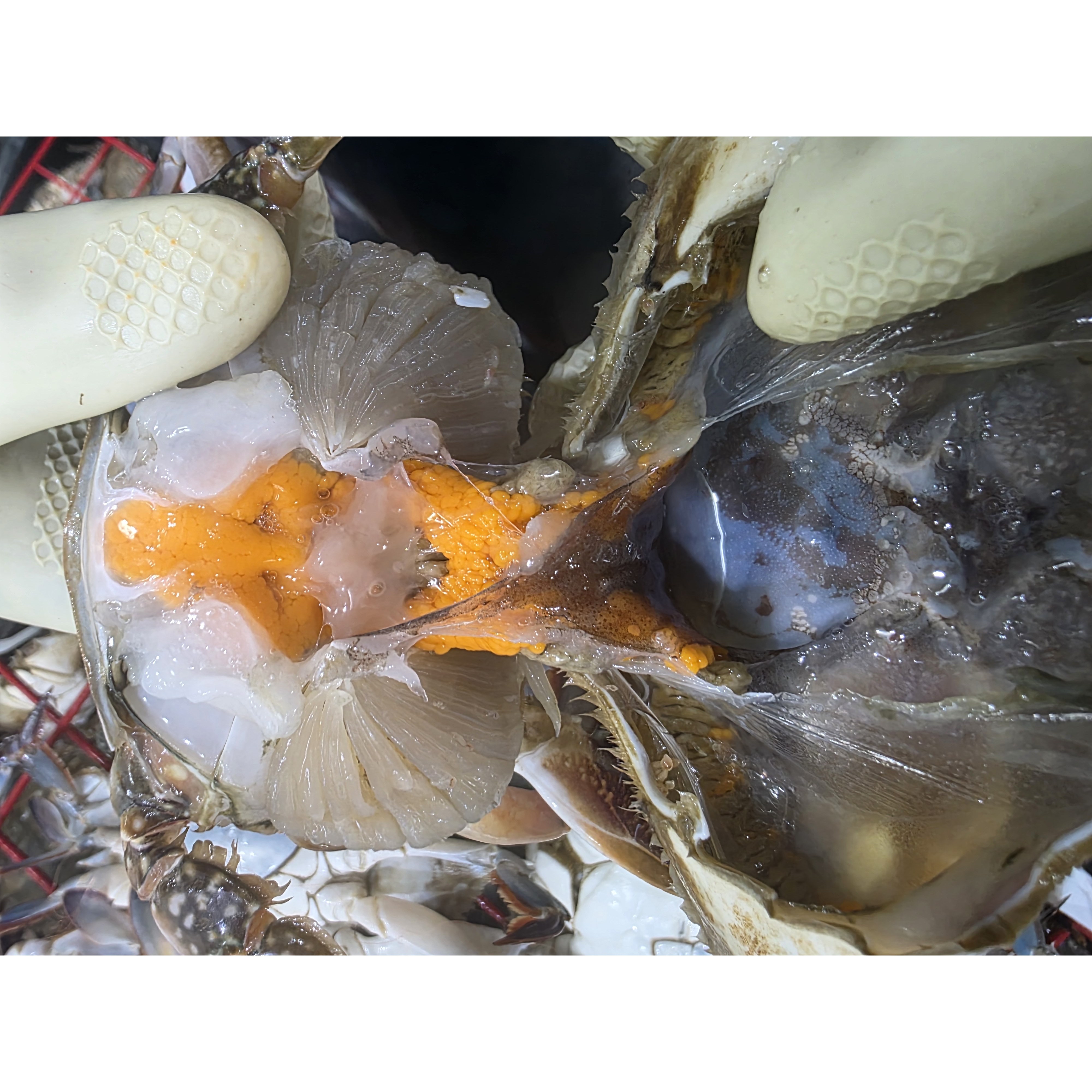 살아서 얼린 연평도 프리미엄 급냉 암꽃게 가성비 [2025년] 꽃게탕 찜용 60,000원