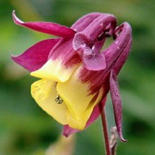 매발톱 모종, 다년생 야생화, 혼합색, 모종포트식재 9,900원