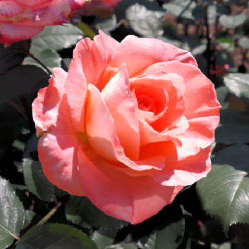 유럽 사계 땅장미 정원장미 포트묘 가드닝, 1개 23,900원