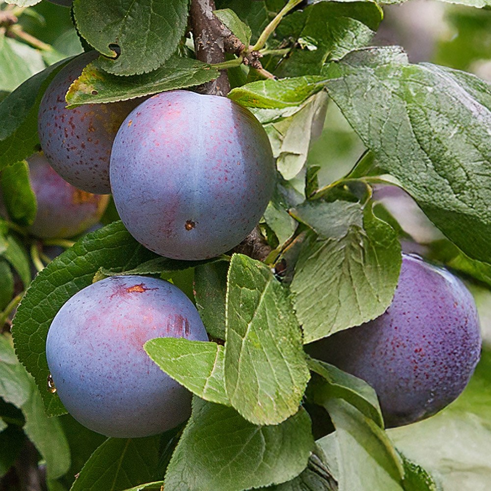 상상정원 바이오체리 나무 결실주 묘목 - 분묘, R2.5/분, 1개 31,000원