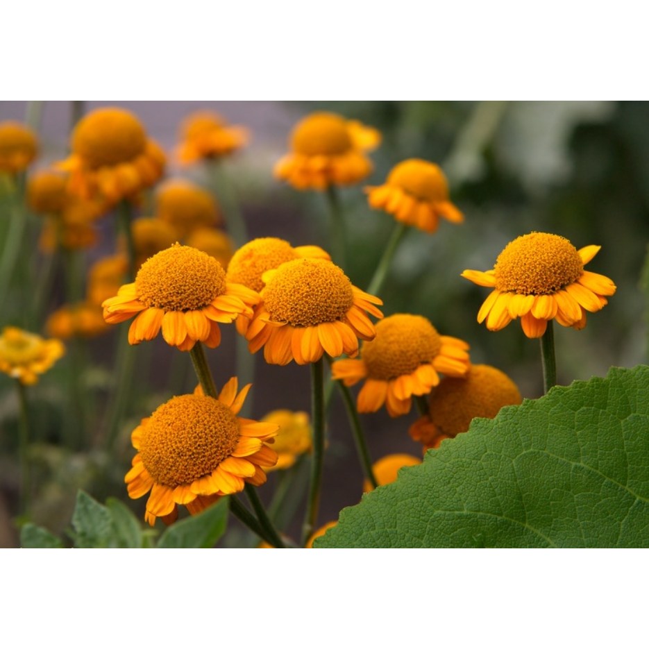 캐모마일 Chamomile 4종 씨앗 1000립 대포장 선택, 1개 24,000원