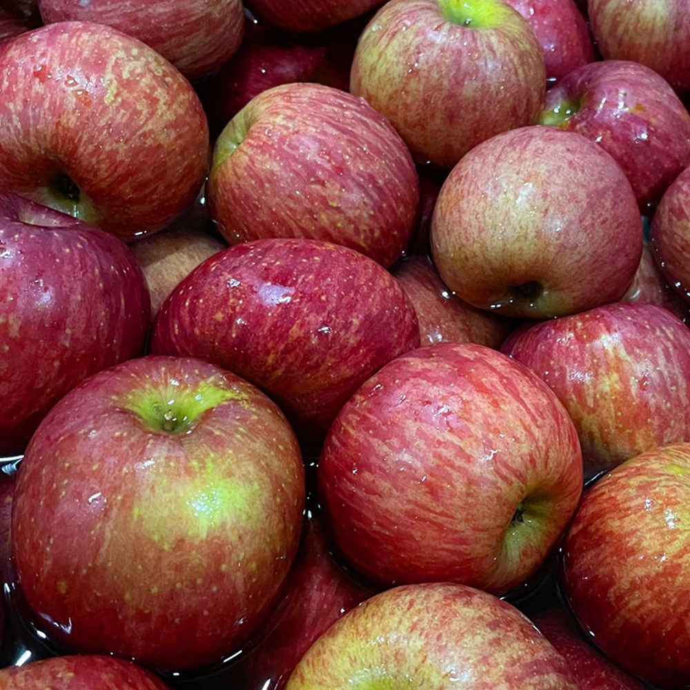 [세척] 일등농수산 경북 부사 세척사과, 1개, 8kg / 중과 / 28-37과 내외 65,900원