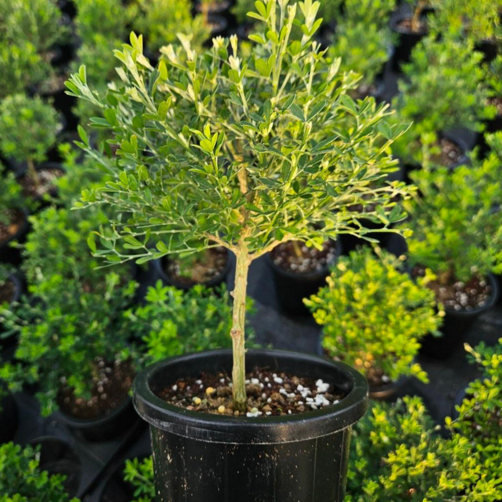 안녕두구동 애니시다 외목대 중품 레몬향기 화분받침+비료 17,010원