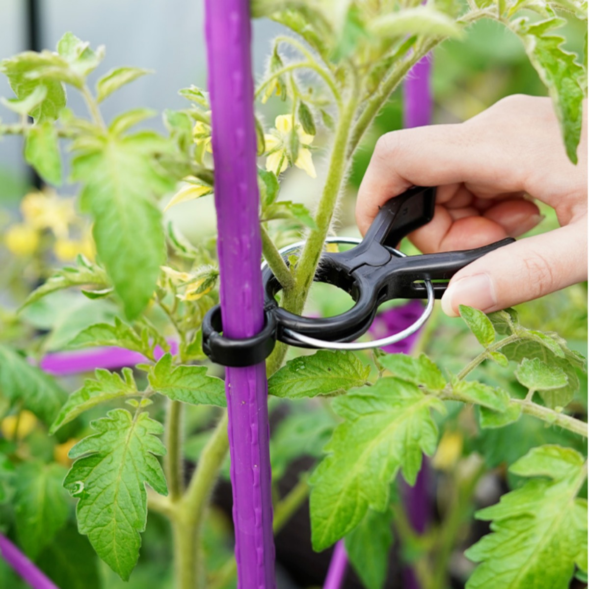 장미 고추 오이 호박 토마토 포도 넝쿨식물 작물 농사용 집게 집개 [오디가 ODIGA], 20개 13,000원