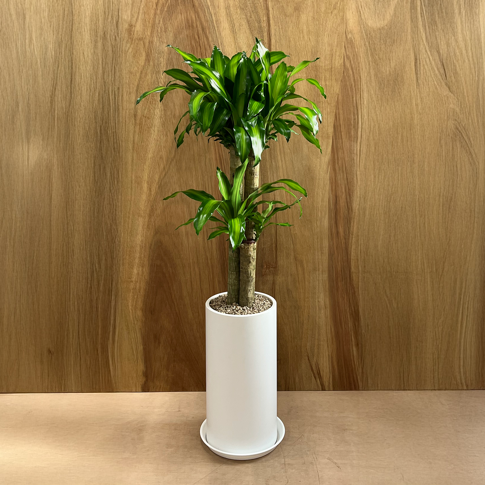 (리본+받침대 증정+서울 경기 당일배송) 알레스구테 개업 집들이 승진 취임 축하 화분 거실 인테리어 사무실 이전 병원 카페 개업식 공기정화 식물, 1개, 10. 행운목 83,000원