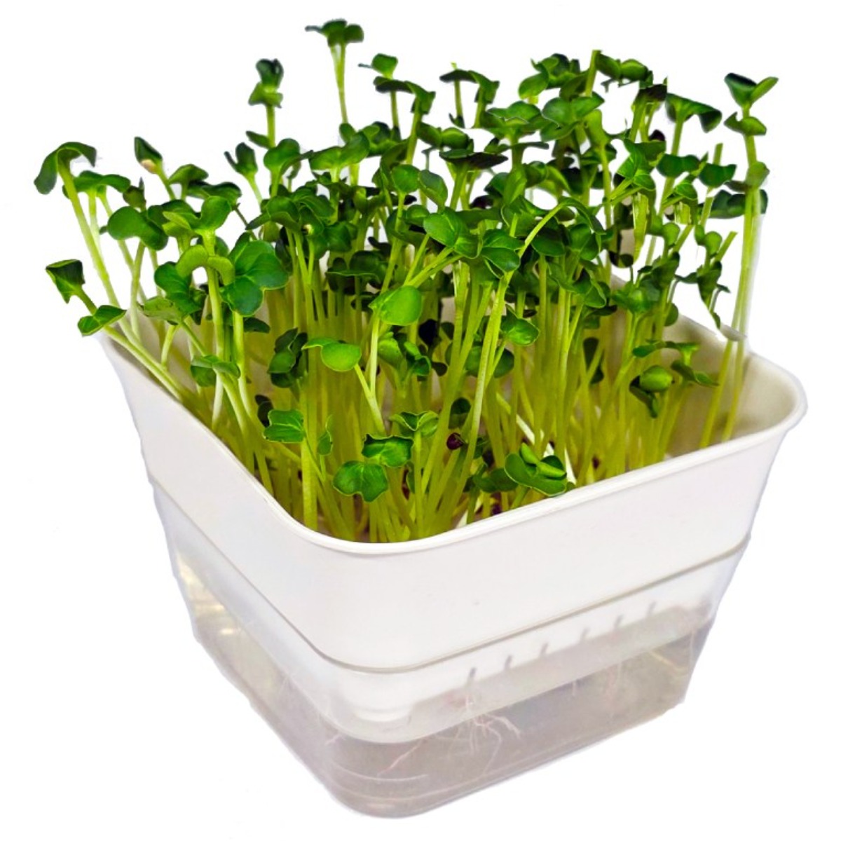 새싹 수경재배 화분 세트(씨앗포함), 1개 3,500원