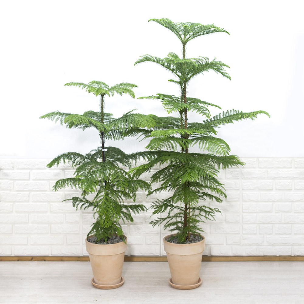 실내인테리어식물 대형 아라우카리아 알로우카리아 이태리토분세트 카페식물 188,000원