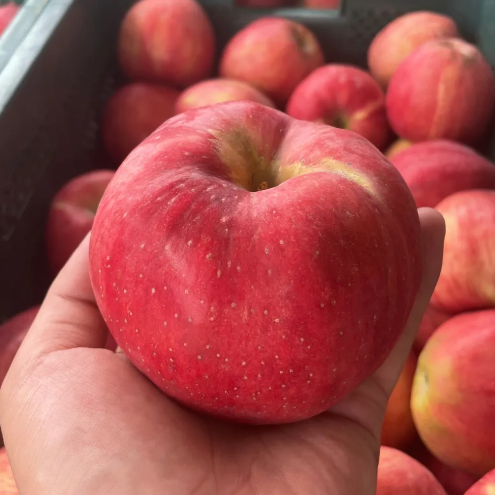 고당도 사과 부사 홍로 못난이 경북 꿀사과 20,900원