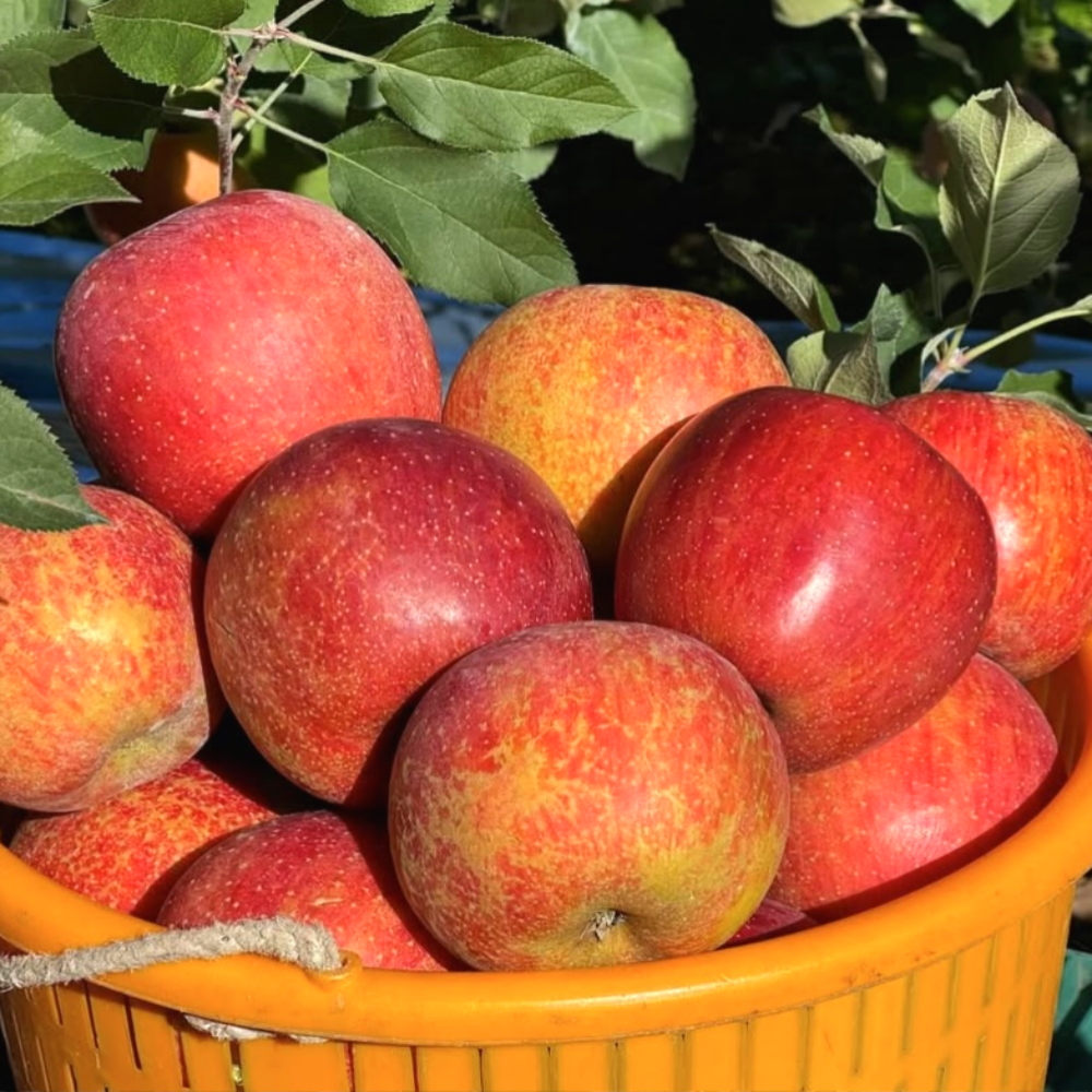[재구매율1위] 초초특가 고당도 품절대란 꿀사과, 1박스, 10kg 51,900원