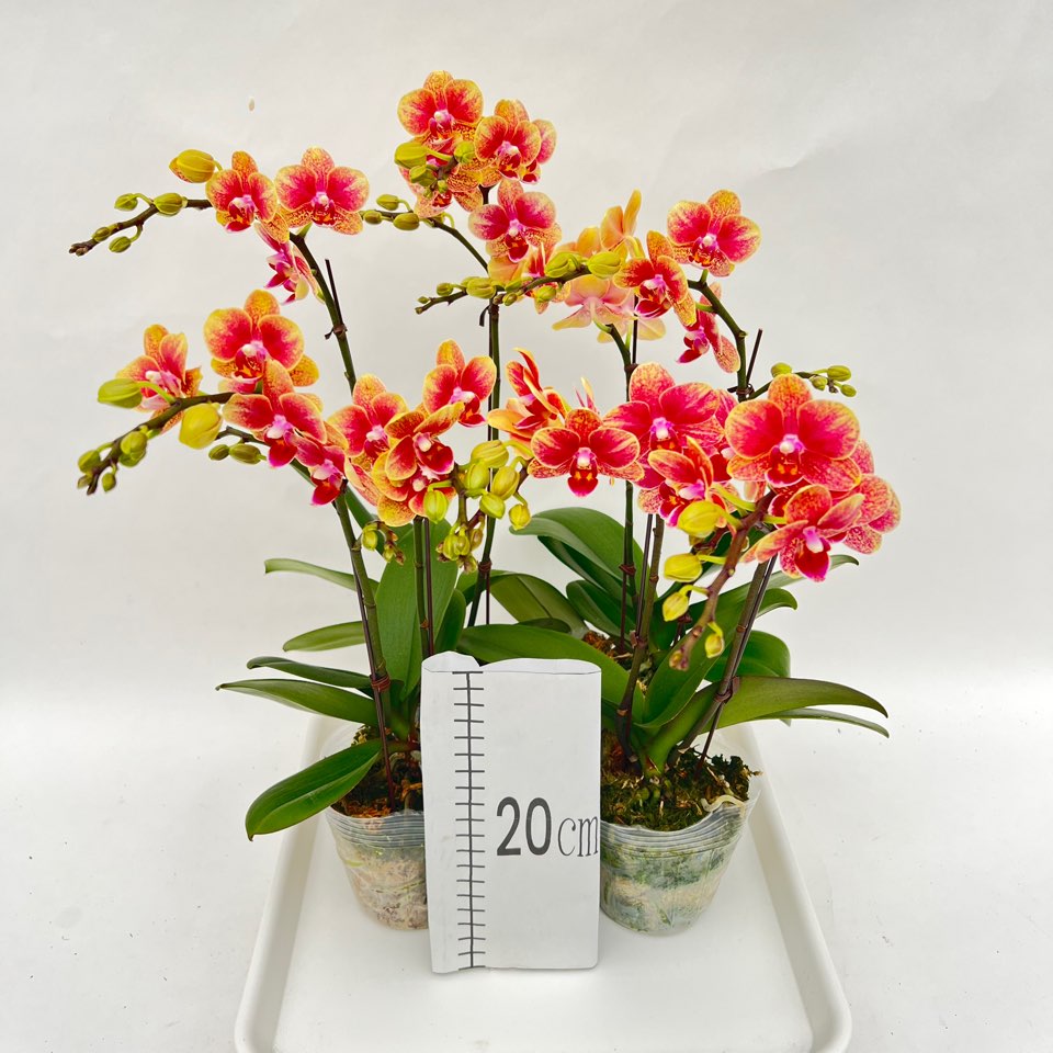 호접란 서양란 금나비 쌍대 2+2 무배행사 난초 꽃 다이노플라워 74,000원