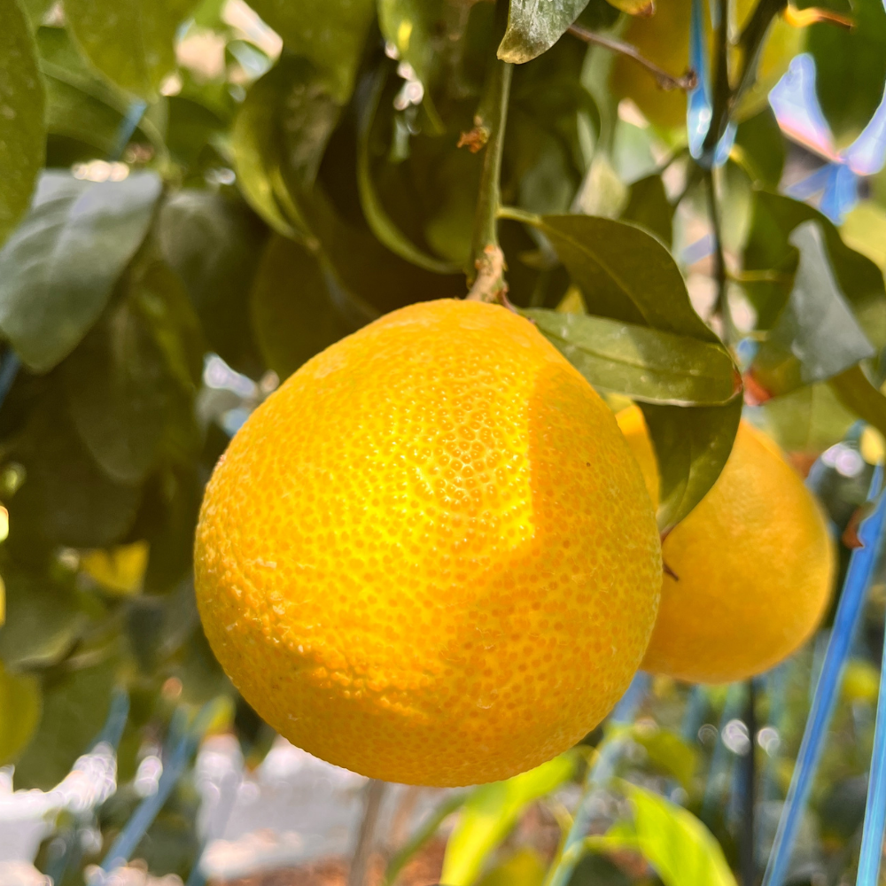 제주 황금향 고당도 하우스 밀감 32,500원