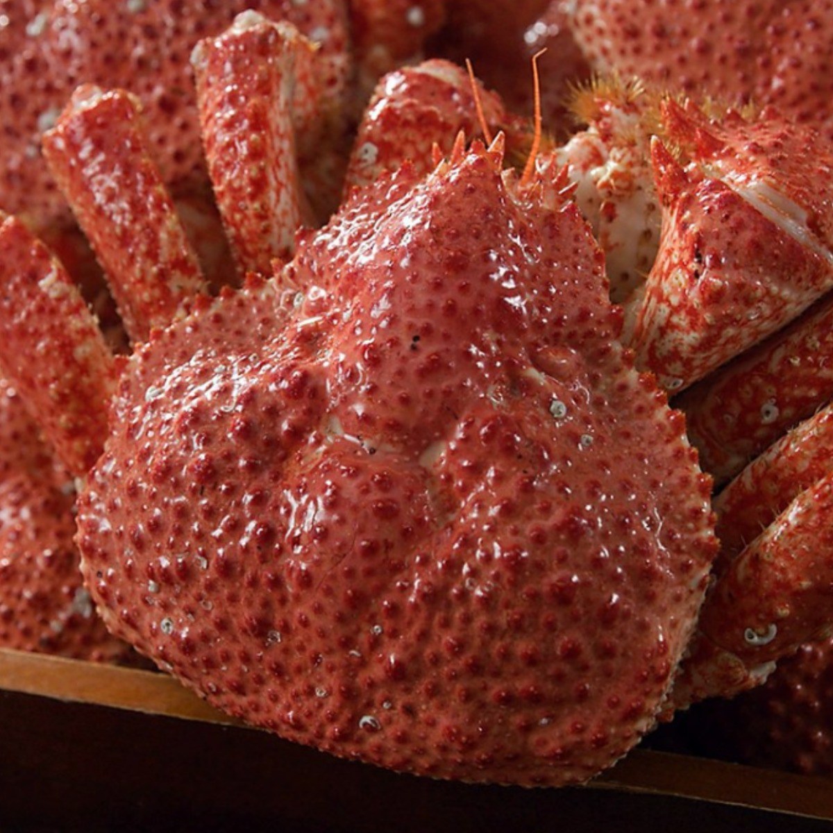 서비마켓 자연산 스노우 레드크랩 자숙 손질 붉은대게 (1.2kg), 1개 59,900원