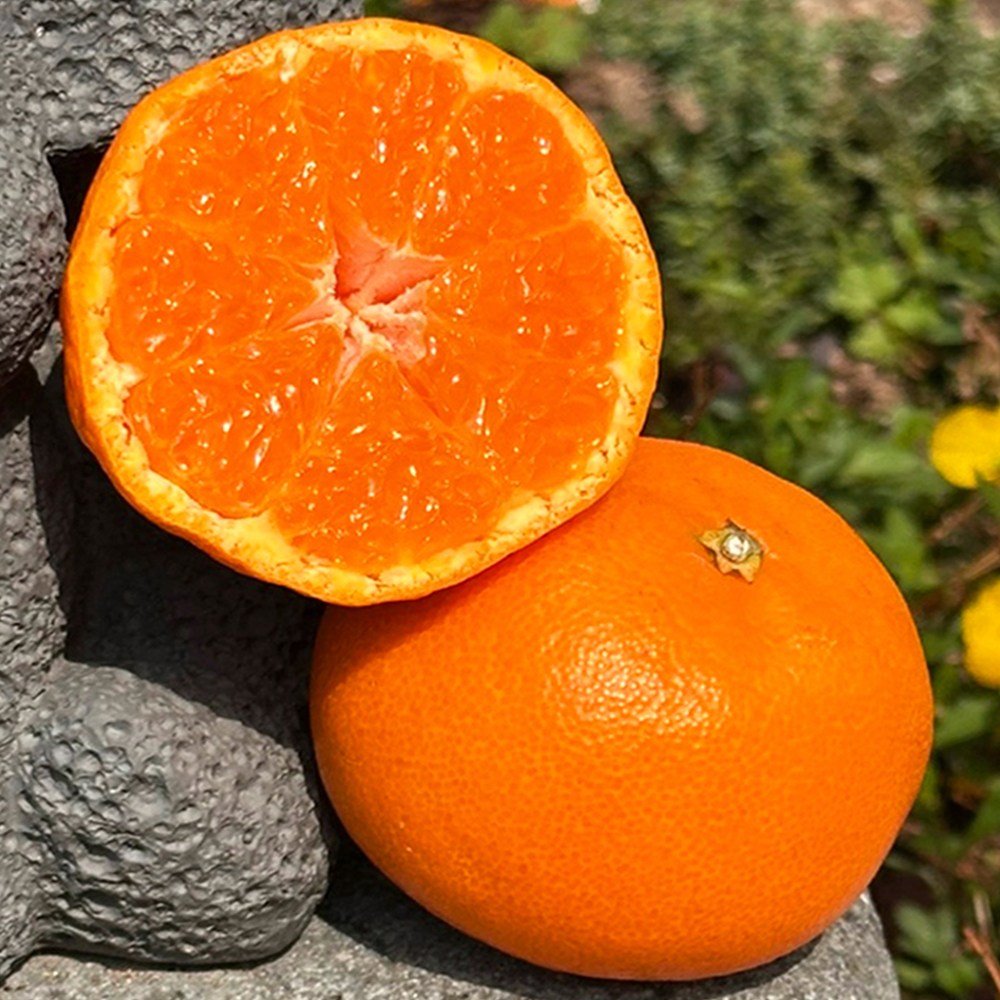 [초고당도]프리미엄 제주 천혜향 제주직송 33,500원