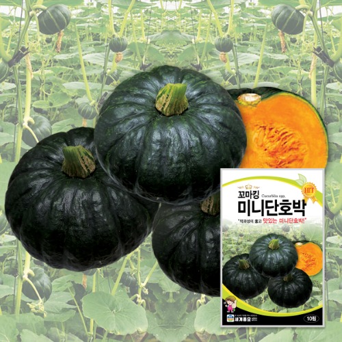 꼬맹이미니단호박 10립 / 단호박 씨앗 종자 텃밭키우기 채소키우기 18,000원