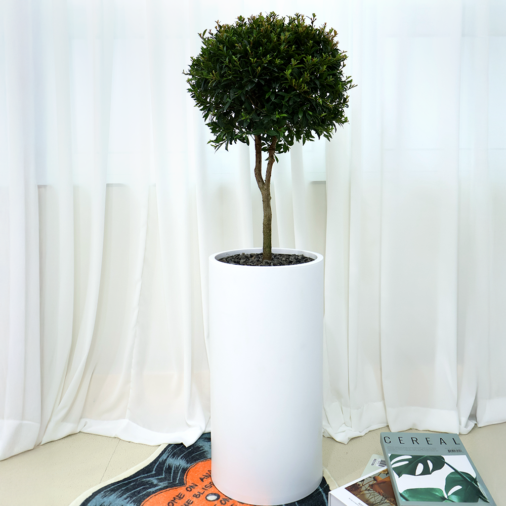 개업선물 BEST 1위 : 파어리스 (높이 100cm내외) i-0555 [수도권배송 광역시배송] 인테리어 식물 축하 집들이 선물 개원, 1개 125,400원