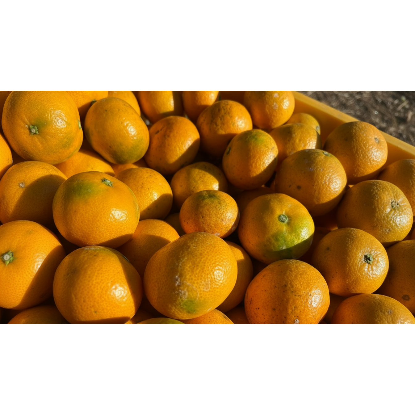 [산지직송] 신선한 맛달콤 상큼한 로얄과 조생귤, 1개, 조생귤 상품 로얄과 (2S~M) 9kg 78,780원