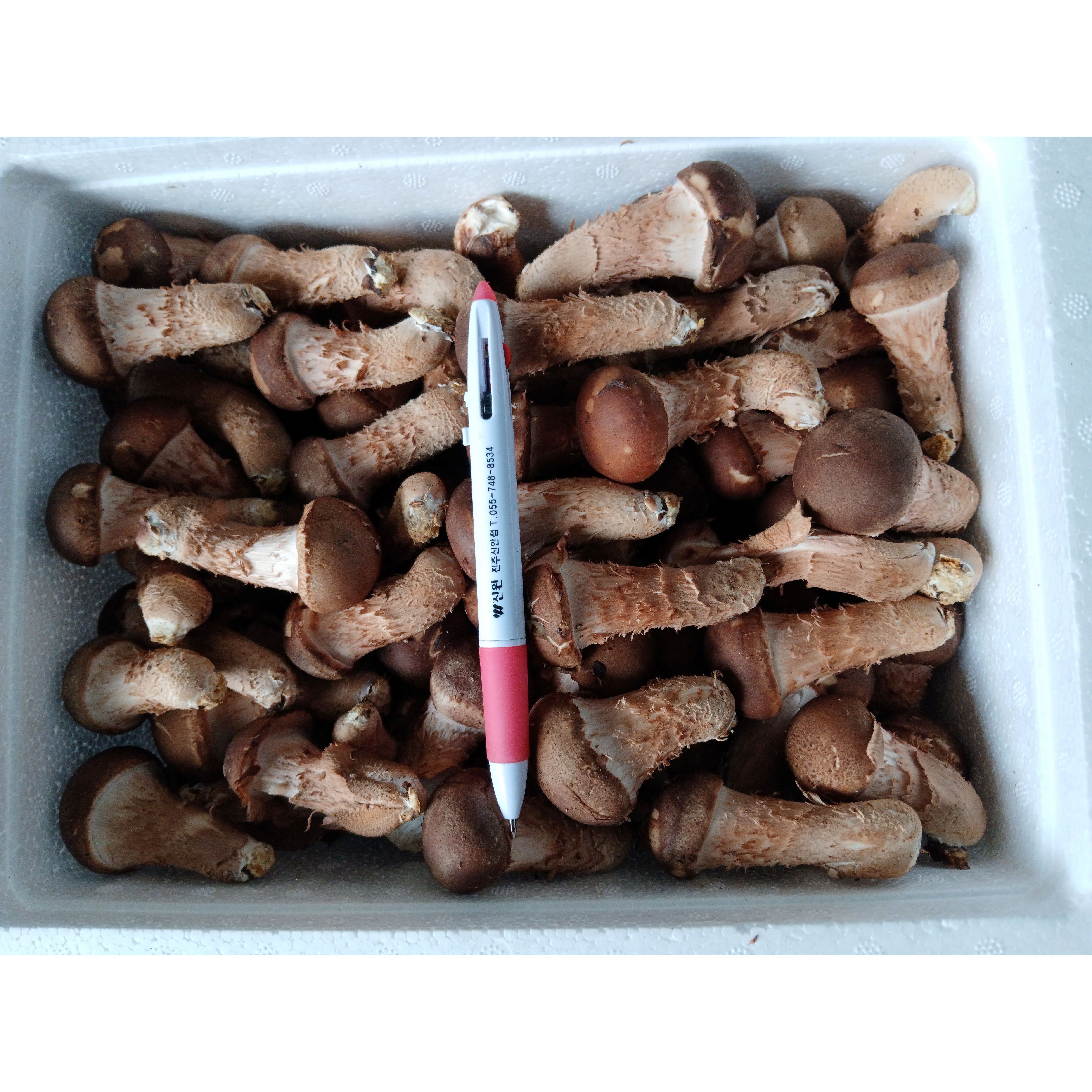 국내산 무농약 참송이(친환경,우수농산물GAP인증품) 28,000원