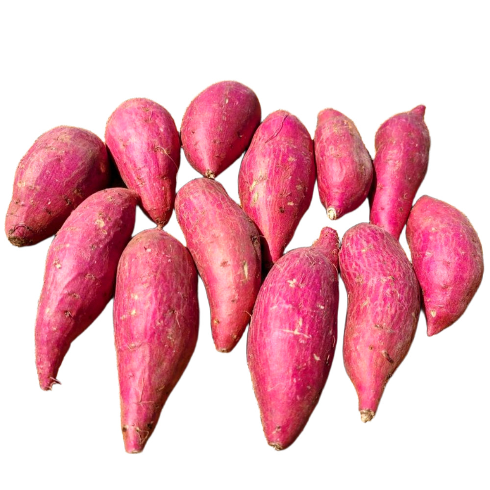 전남 무안 황토 꿀밤고구마 13,900원