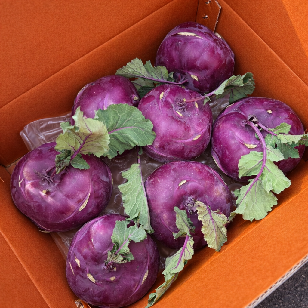 제주 콜라비 국내산 정품 로얄과 산지직송 10kg, 1박스, 10kg 39,900원