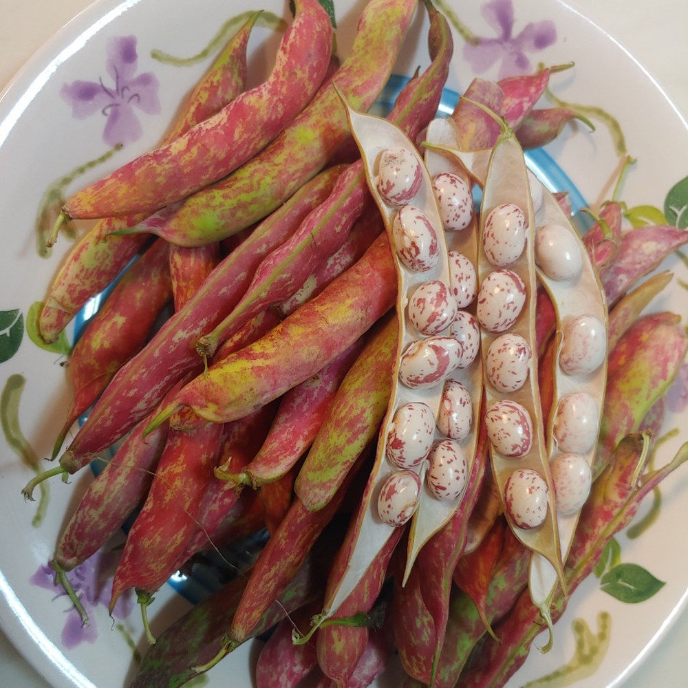 국산 유기농 밤콩 호랑이콩 호랑이강낭콩 76,000원