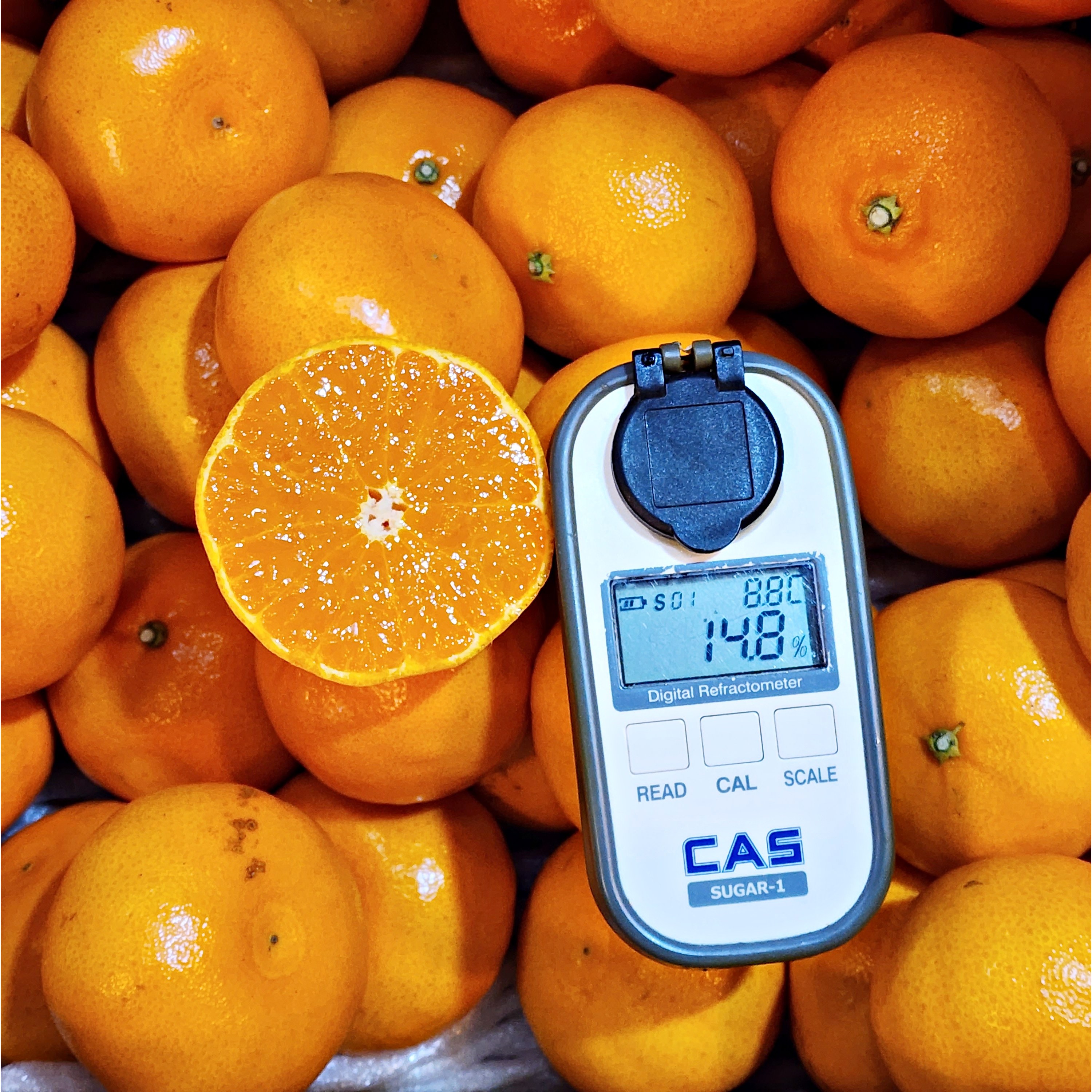 재구매율1위 14Brix 당도끝판왕 제주 천혜향 황금향, 1박스, 3kg 19,900원