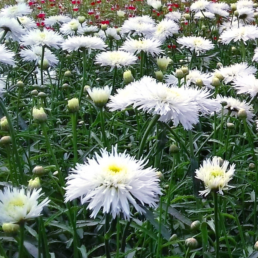 겹꽃샤스타데이지 씨앗 소포장 대포장 선택, 1개 33,000원