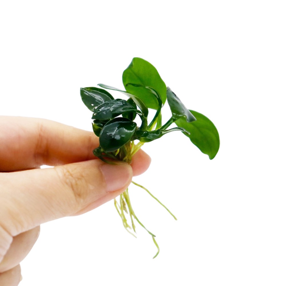 미미네아쿠아 음성활착수초 아누비아스 나나 1촉 5,130원