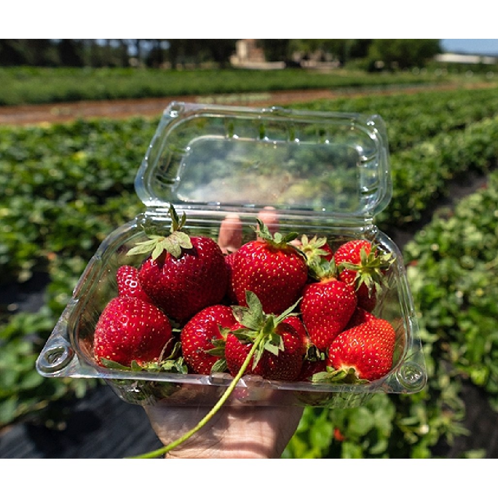 [맛보장] 고당도 프리미엄 제철 설향 딸기 19,300원