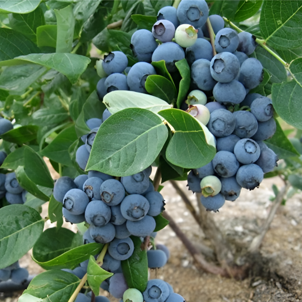 왕블루베리묘목 블루베리나무 2년생 뉴하노버 듀크 에코타 래가시 / 블루베리키우기 블루베리재배 과실수묘목 과실나무 9,520원