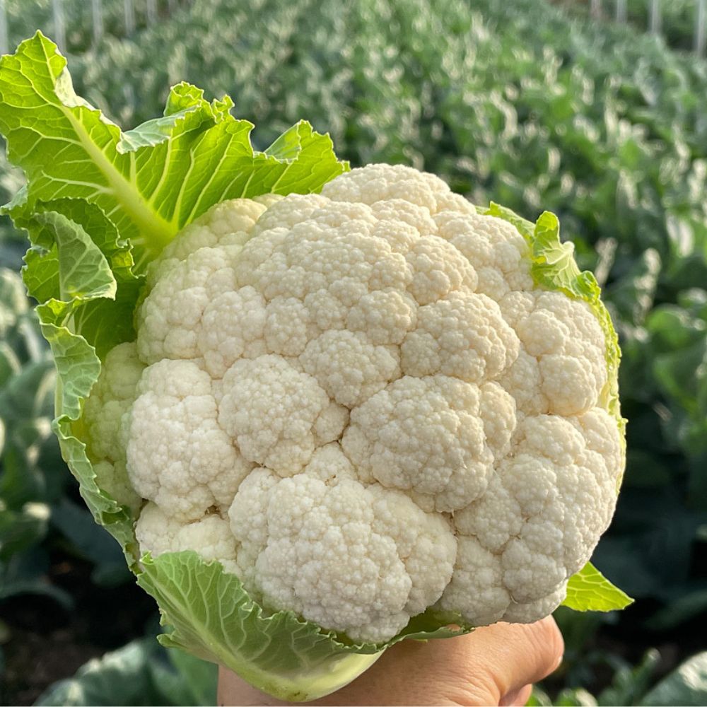 제주 특품 콜리플라워 신선한 다이어트 저탄수 채소 컬리플라워 하얀브로콜리, 1박스, 3kg 21,900원