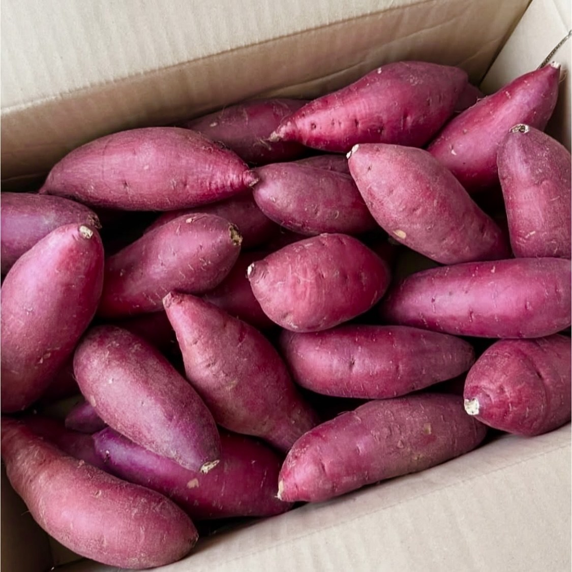 [대형마트납품] 산지직송 달콤촉촉 해남 꿀고구마 11,490원