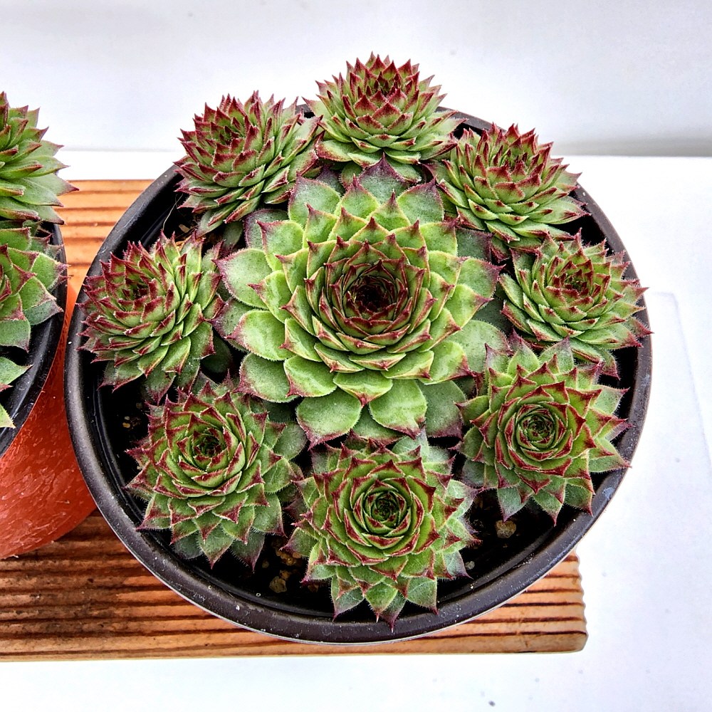 에덴플랜트 브론즈 바위솔 월동 다육이 노지월동 플랜테리어 초보다육 키우기쉬운식물 3,150원