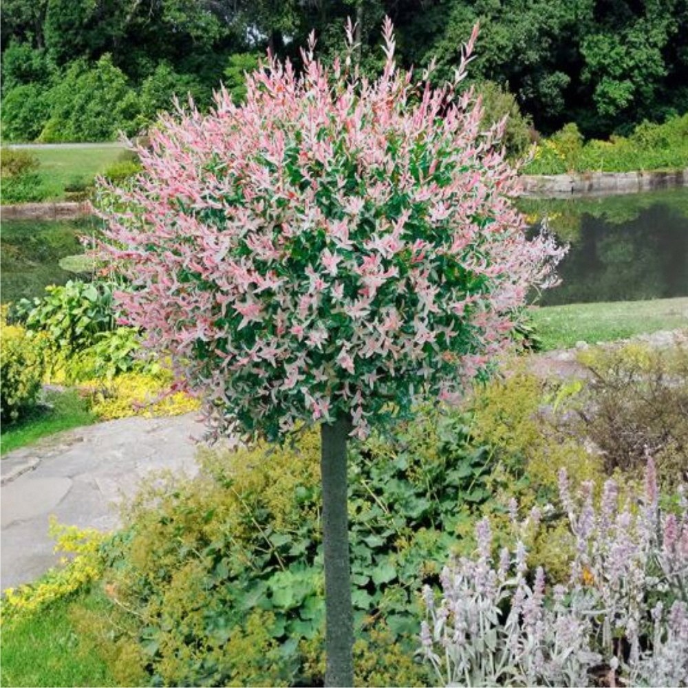 플라밍고셀릭스나무묘목 3년 2.5-3년 분묘 삼색버드나무 화이트핑크셀릭스 4년 35,000원