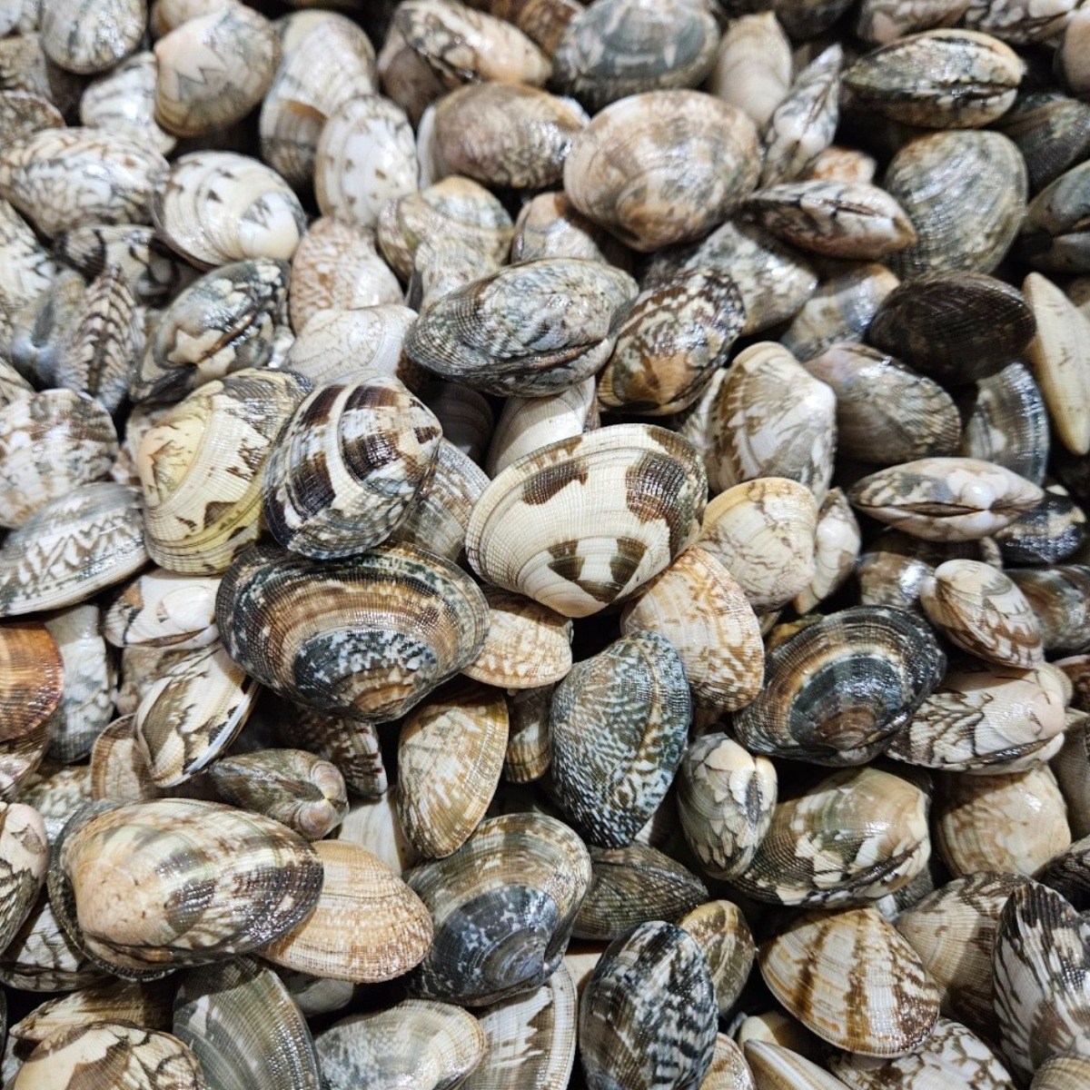 바지락부부 고창 갯벌 참바지락 해감O 당일발송, 1개, 바지락 10kg 43,200원