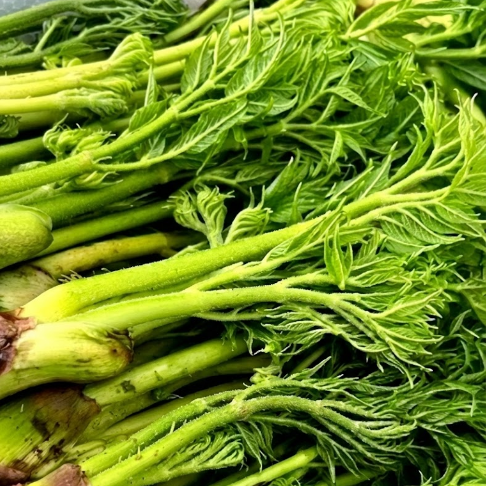 [하루20박스한정] 산지첫수확 국내산 100% 땅두릅, 1박스, 500g 33,900원