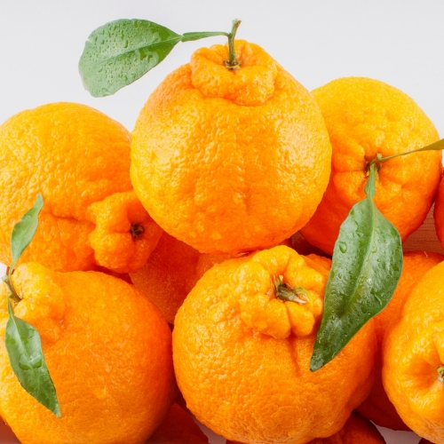 [제주의 맛과 향] 한아름 마켓 제주 산지직송 고당도 명품 한라봉 3kg 5kg 10kg 가정용 선물용, 10kg, 1개 53,800원