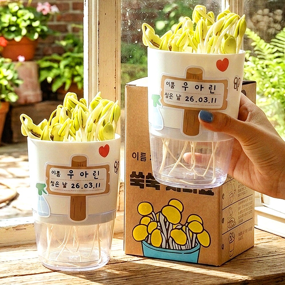 어린이집 콩나물 키우기 키트 집에서 유치원 어린이 초등 재배기 세트 식목일 체험 활동 4,730원