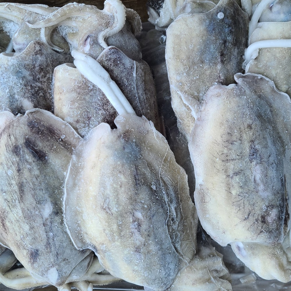 갑오징어 부드럽고 통통한 냉동갑오징어, 1개, 700~1000g (10마리전후) 9kg 143,000원