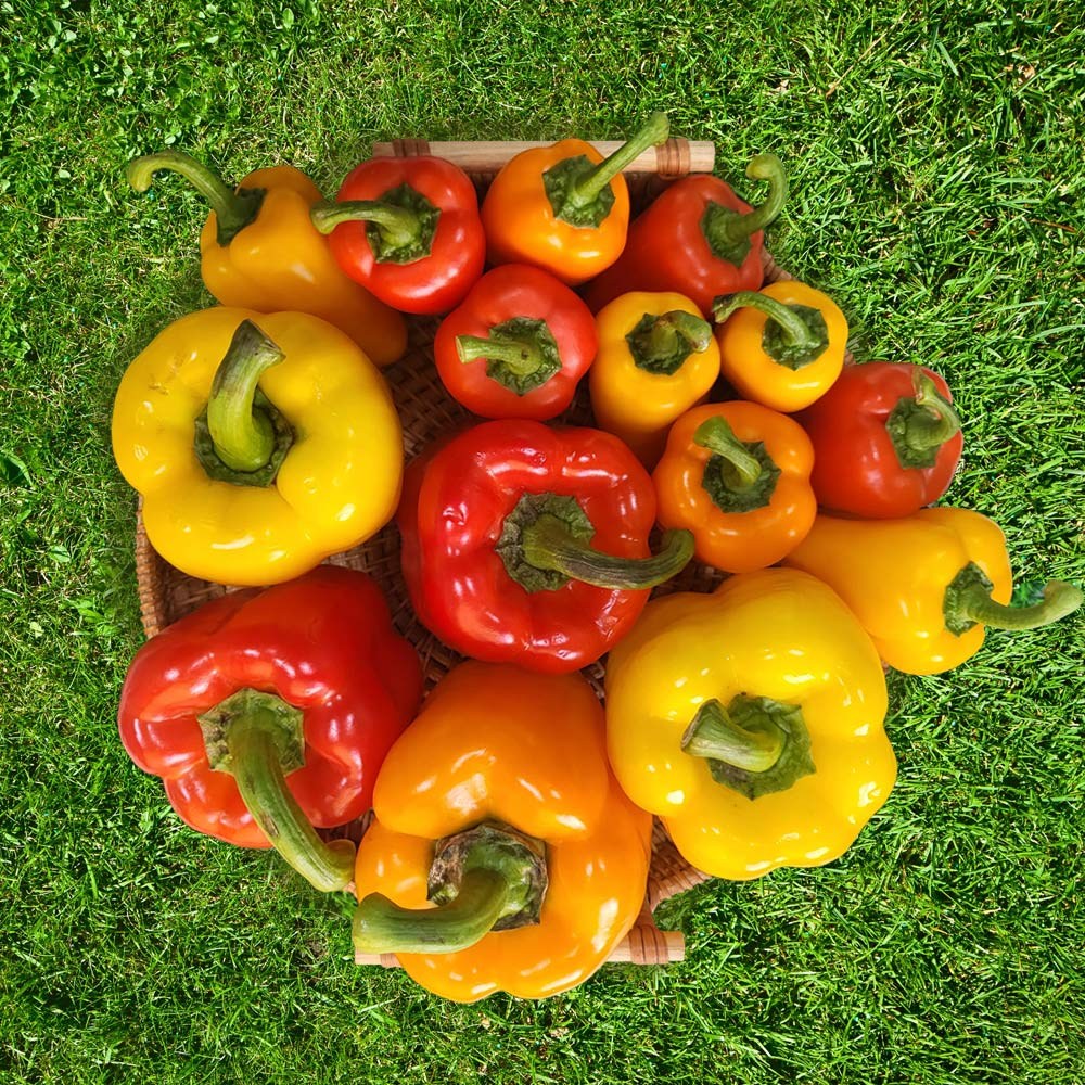 친환경 마음밭 국내산 유기농 무농약 미니 라온 파프리카 1.5kg 2.5kg 33,400원