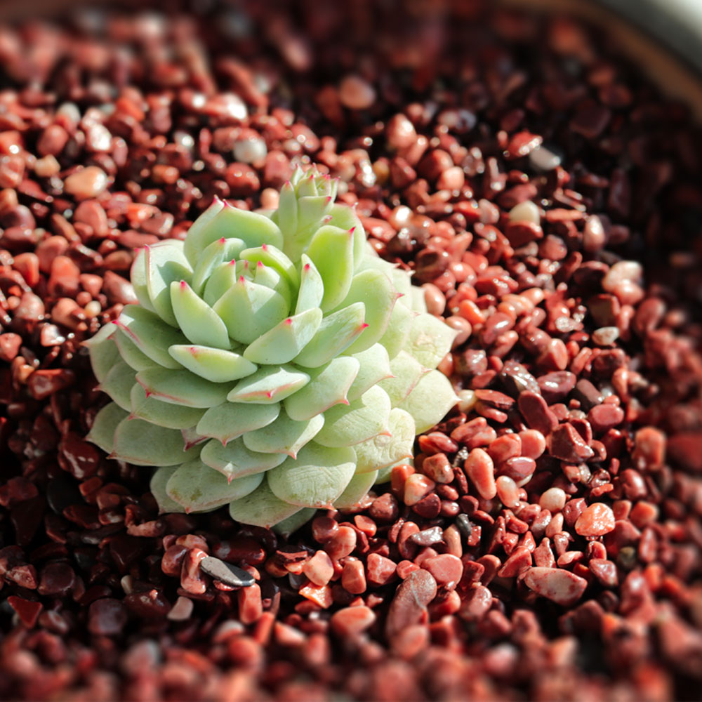 네이처굿즈 수아쿠아 적자갈 3~5mm 2kg 6,000원