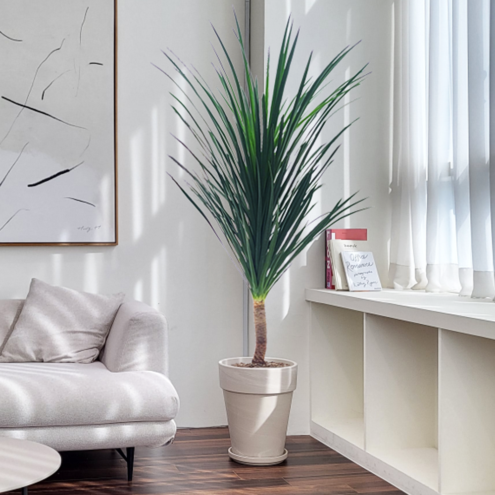 농원청년 크림토분 취임 영전 이직 승진 축하화분 실내 공기정화식물 사무실 카페 매장 공간 인테리어식물 거실화분 집들이 개업식 축하화환 여인초 금전수 뱅갈고무나무 아레카야자 행운목 167,000원