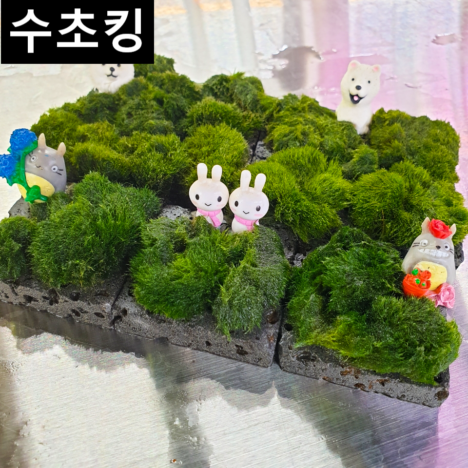 [수초킹] 모스볼 화산석 활착판 5x5 8x8 피규어/ 수초맛집 초보수초 새우놀이터 구피키우기 구피어항 구피 새우 모스 모스볼 수초농장 수초도매 구피수초 구피어항 새우수초 인기수초 10,800원