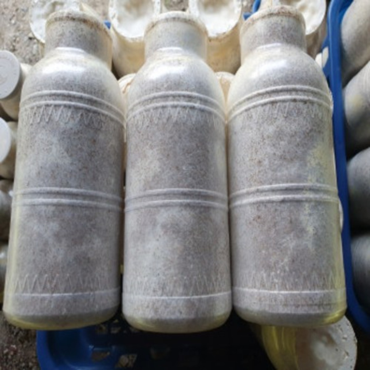 모두다팜 버섯종균 느타리버섯종균 병형 (1병) 느타리종균 버섯재배 버섯키우기 버섯 접종 버섯키트 버섯배지, 1개 3,500원