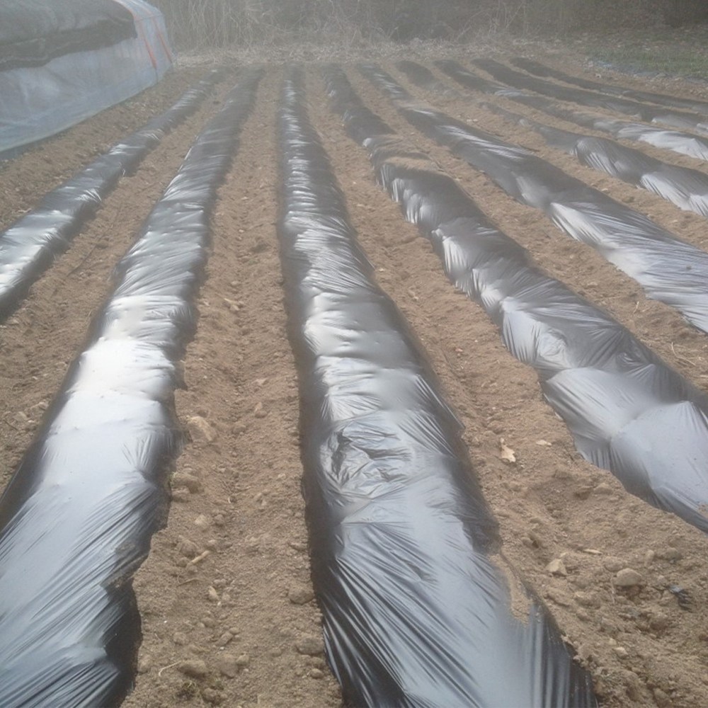 국산 농업용 멀칭 롤 비닐 120cm x 200m 0.02mm 농사용 필름 텃밭 마늘 고추, 1개 27,400원