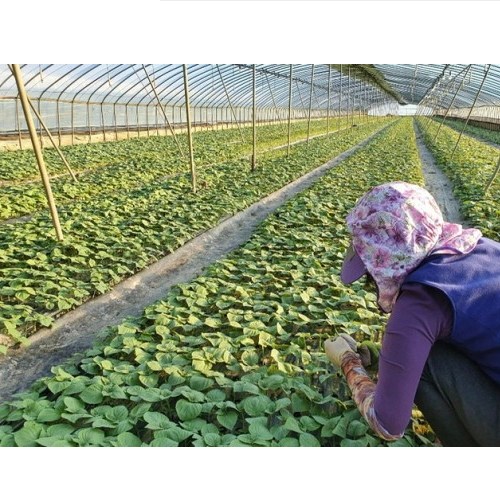 [GAP인증]밀양 깻잎 2kg 산지직송 직접재배 당일수확 당일출하 찹찹이 깻잎 15,000원