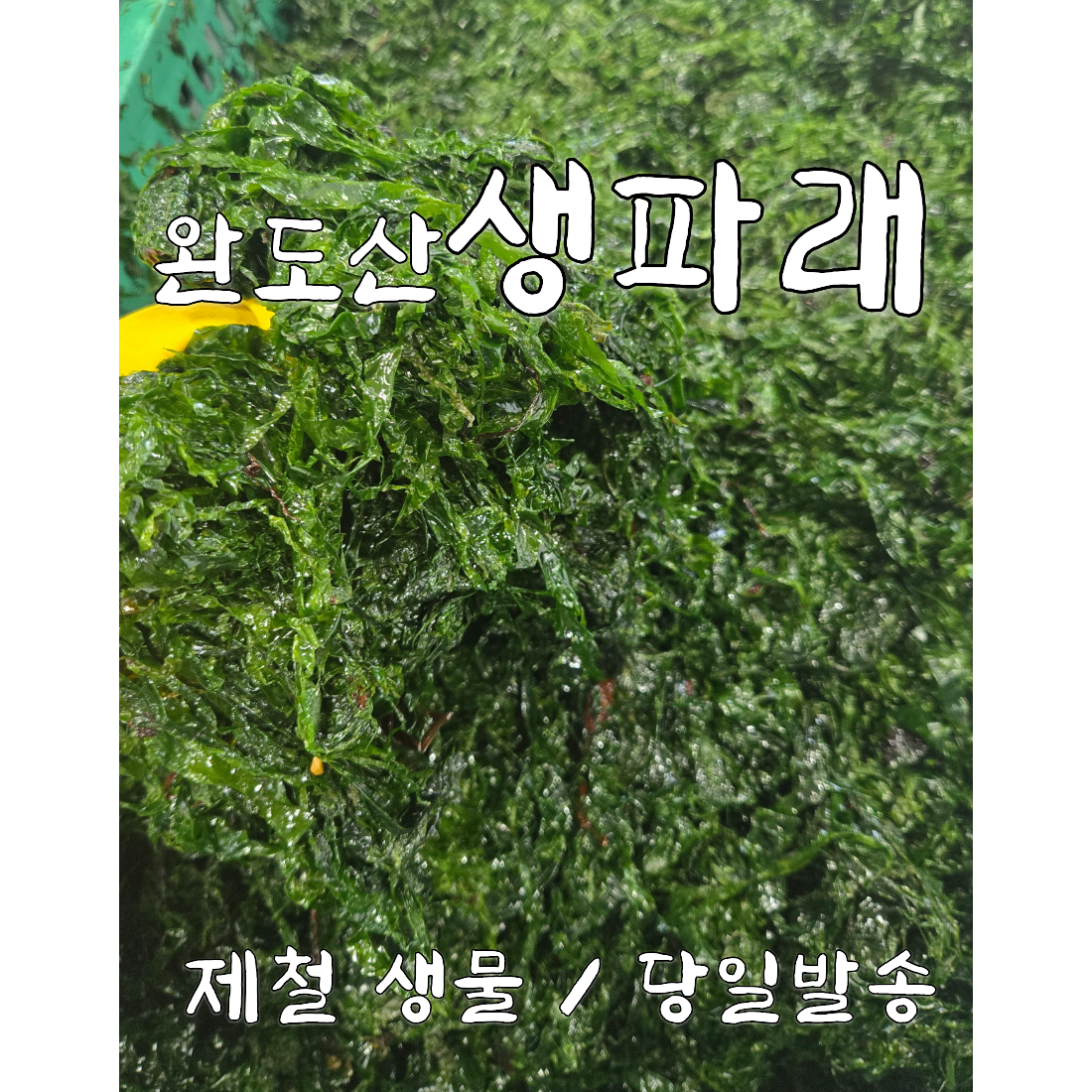완도 생파래 제철 생물파래 8kg 국산 당일채취 지아수산 44,900원