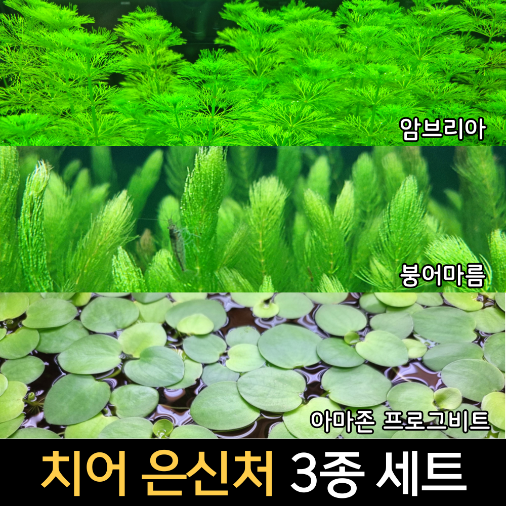 [수초인] 치어 은신처 3종 세트 /어항꾸미기 기본 초보수초/이끼 달팽이가 없는 수초 /구피 새우 물고기 어항 은신처 14,700원