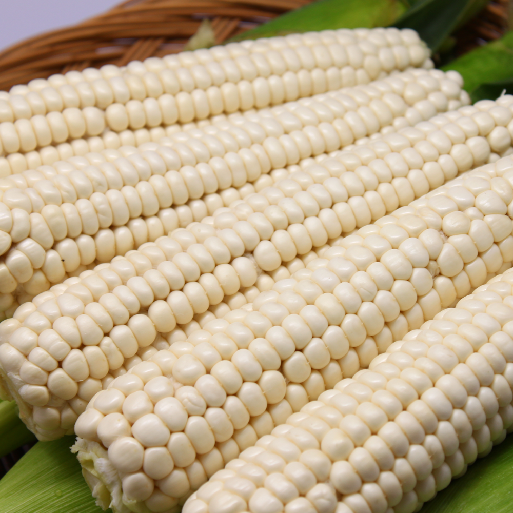 [Non-GMO]괴산대학 냉동 생옥수수 햇 찰옥수수 15,900원